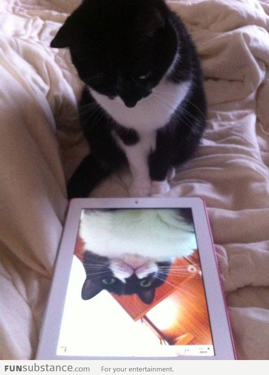 Cat discovers himself
