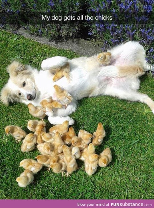 Such a chick magnet