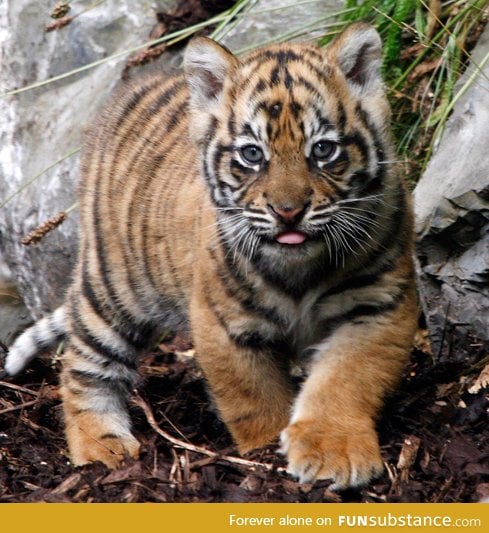 Day 31 of your daily dose of cute: Tiger tongue