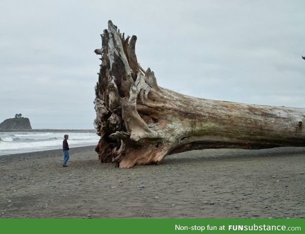 Sequoia driftwood
