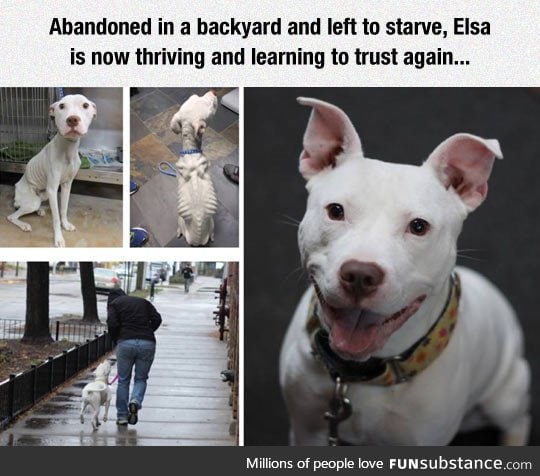 The story of a starving dog