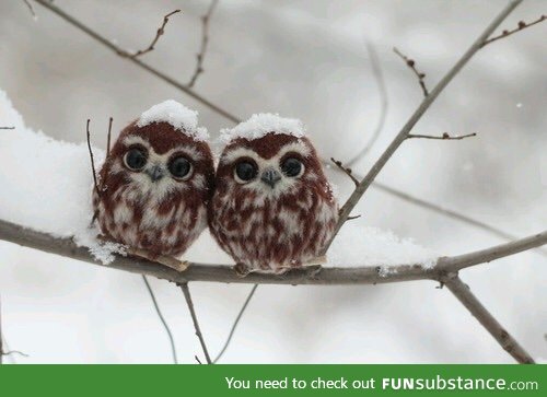 Two happy owlets