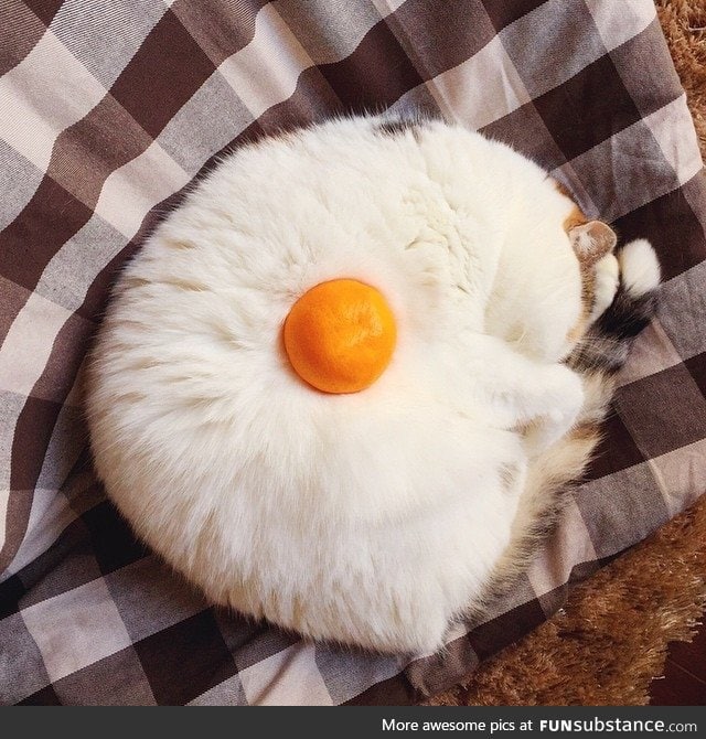 Kitty wanted to be a fried egg