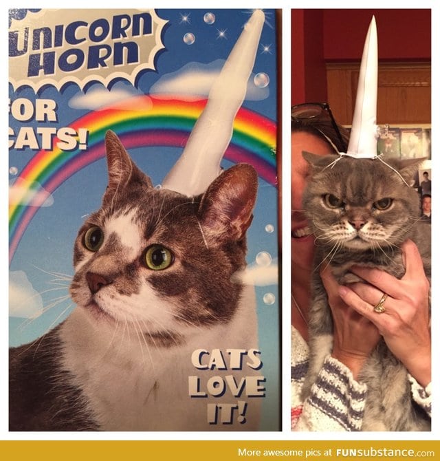 Cats love being a unicorn