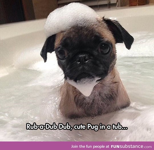 Pug with a bubble hat and beard