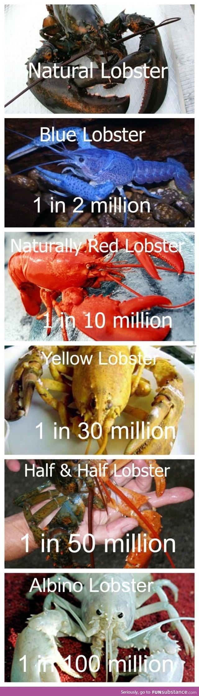 Super rare lobsters