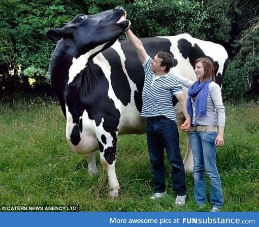 World's biggest cow