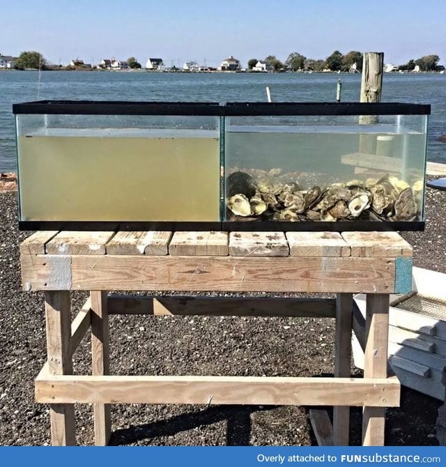 This is how effective oysters are at filtering water