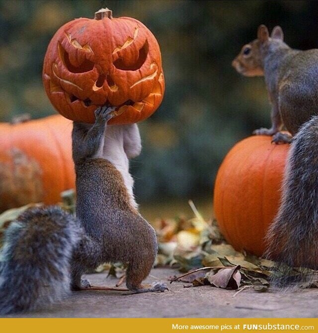 this-squirrel-is-stealing-a-pumpkin-funsubstance