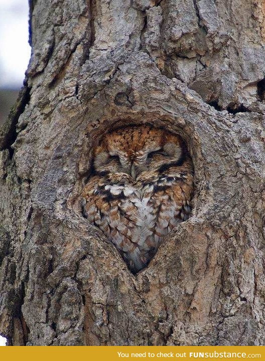 Owl just fit right in here
