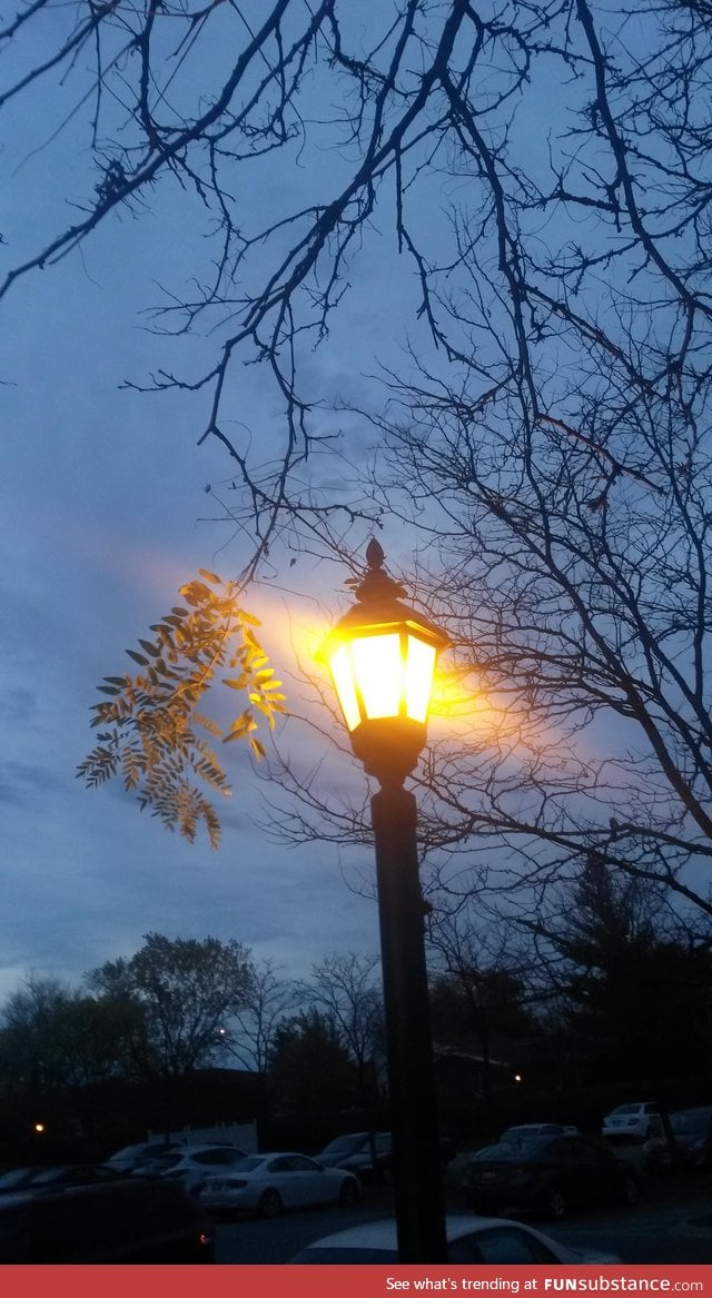 A lamp by my building is keeping this tree branch alive