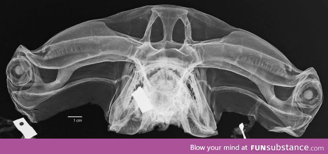 X-ray of hammerhead shark head