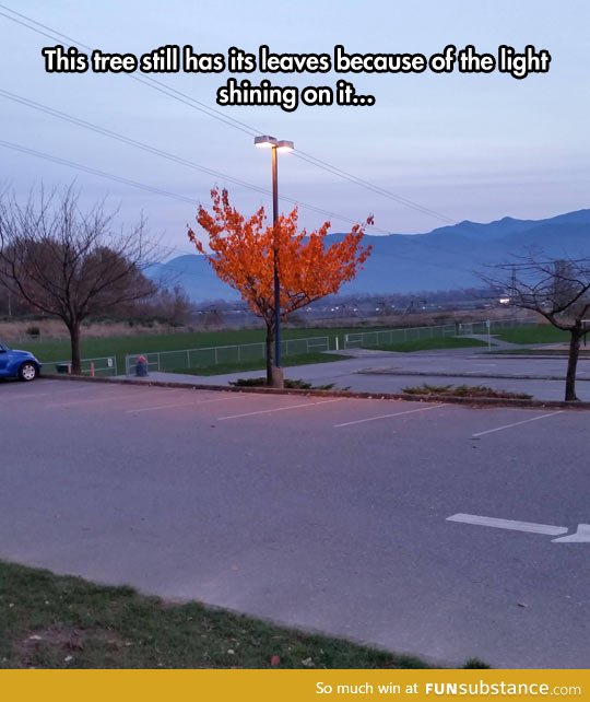 Overly attached leaves