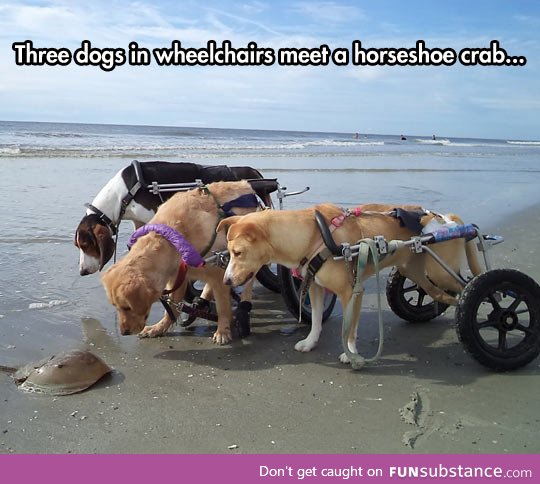 Curious dogs in wheelchairs