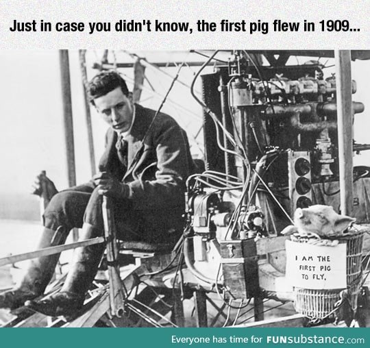 The first pig to fly