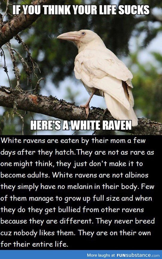 The life of a white raven sucks