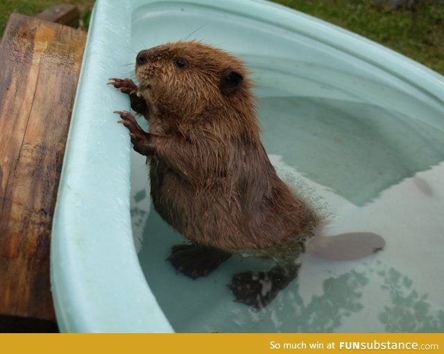 So this is what a baby beaver looks like