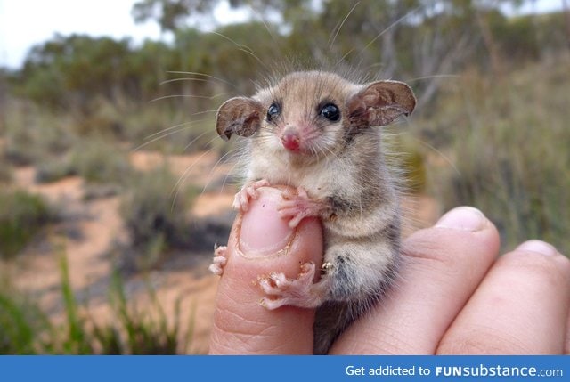 Clutching tightly on to a finger. Cute little western pygmy possum
