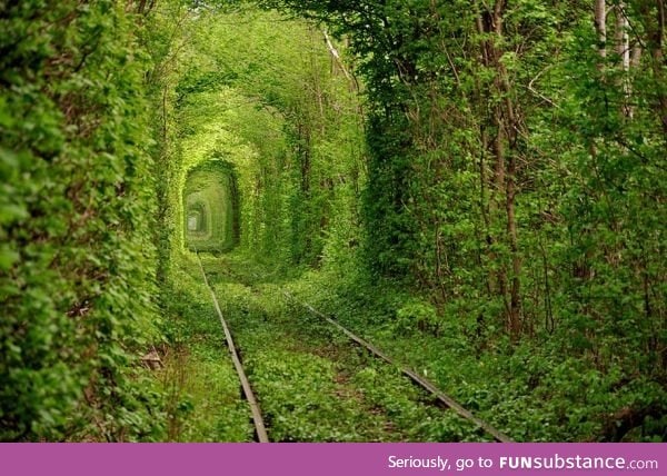 Old railroad track covered by overgrowth in the Ukraine