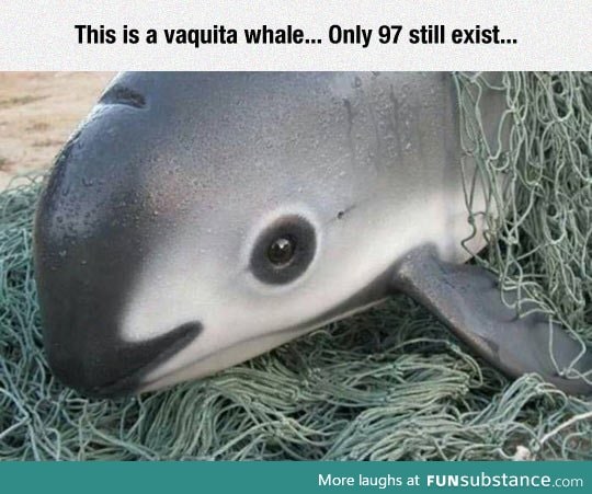 Vaquita means Little Cow In Spanish