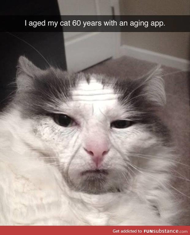 Aged cat