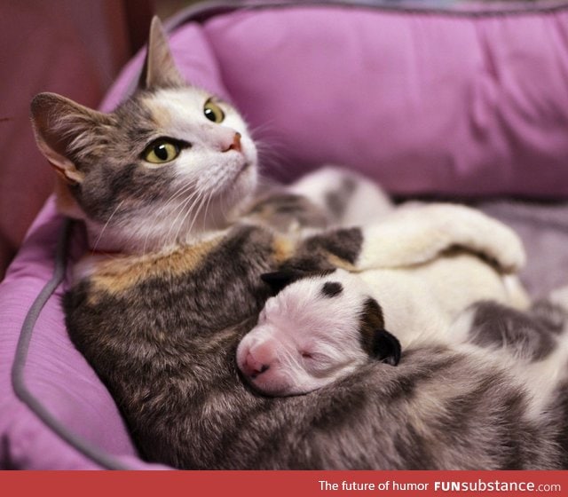 Mama cat nursing a one-week-old pit bull