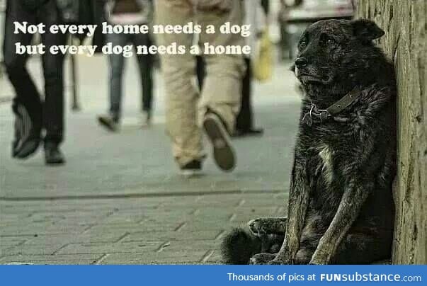 Dog home