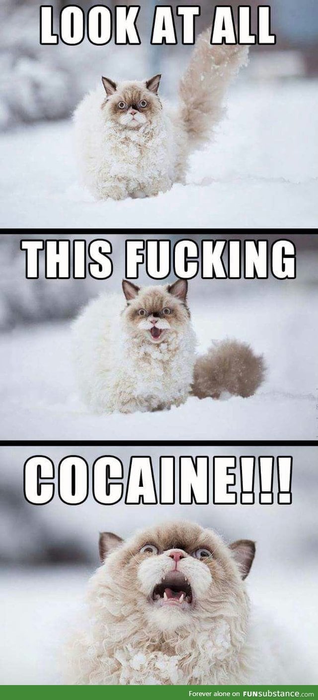 That cat sure loves snow