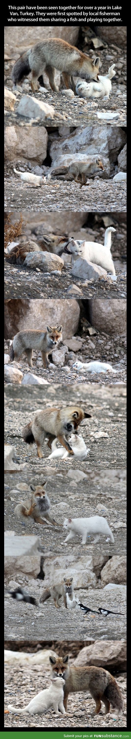 Wild cat and fox are best friends