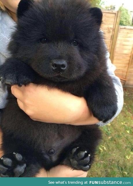 Looks just like a little teddy bear!