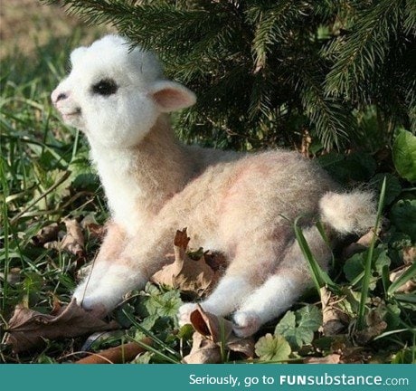 No, sirs and madams, THIS is a baby alpaca