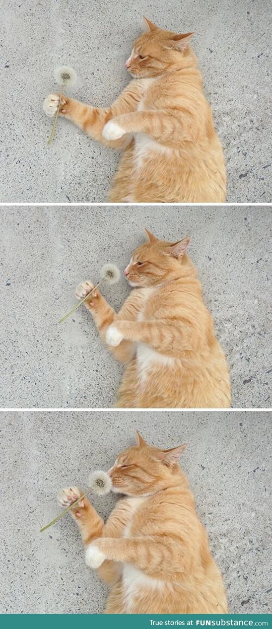 Cat smelling dandelion