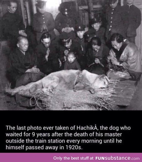 The last photo ever taken of Hachika...