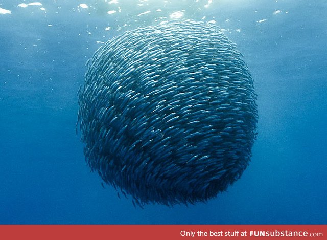 A Ball of Mackerel