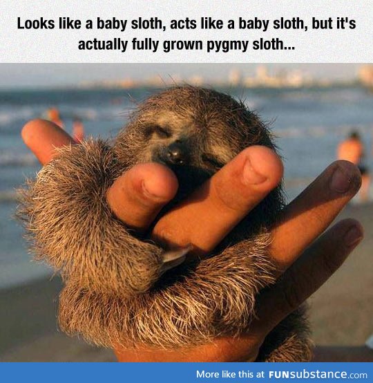 Pygmy sloth is a huger