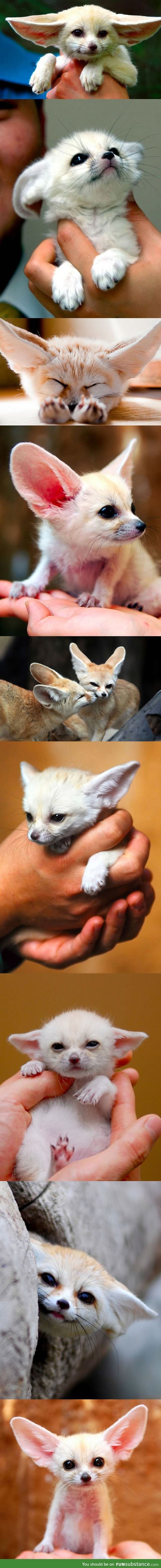 Fennec fox collection