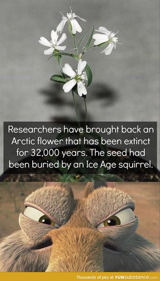 Thank you, ice age squirrel