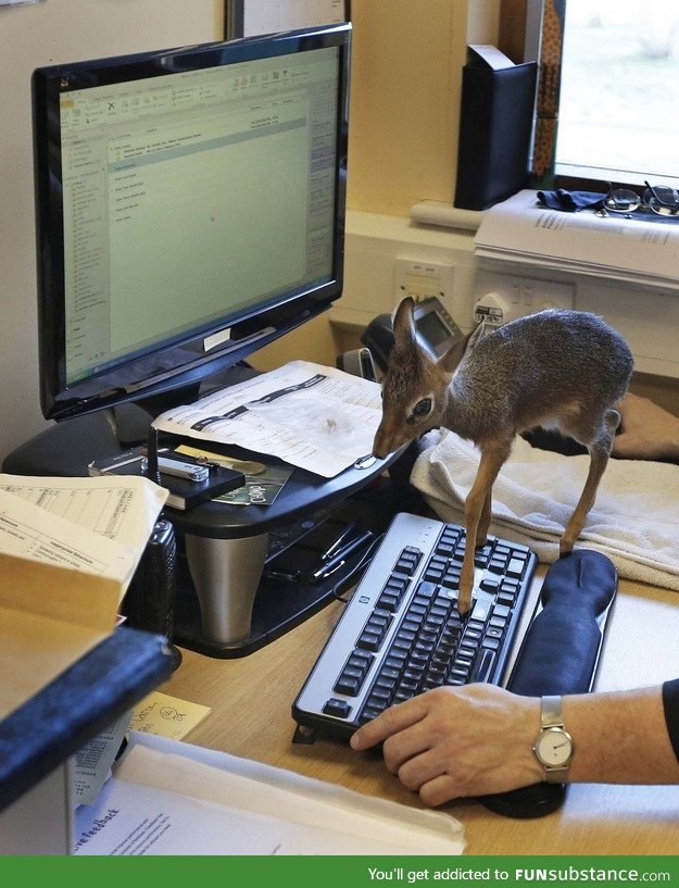 And you thought a cat walking on your keyboard was bothersome