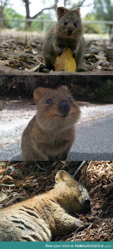 This is a Quokka, the happiest thing on the planet
