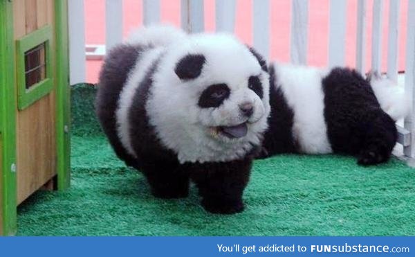 Italian circus painted chow chow puppies and called them pandas