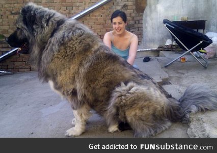 This is a Caucasian Mountain Dog