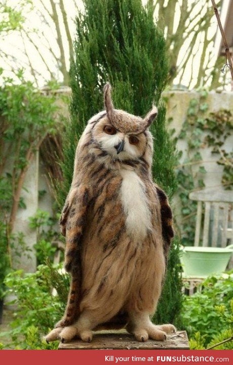I google searched "dashing owl" and was not disappointed