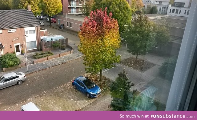 This tree is divided in 3 colors, as a traffic light