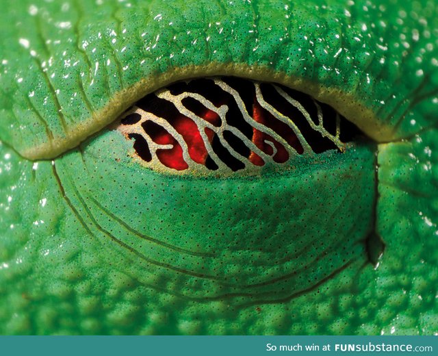 The eye of a tree frog