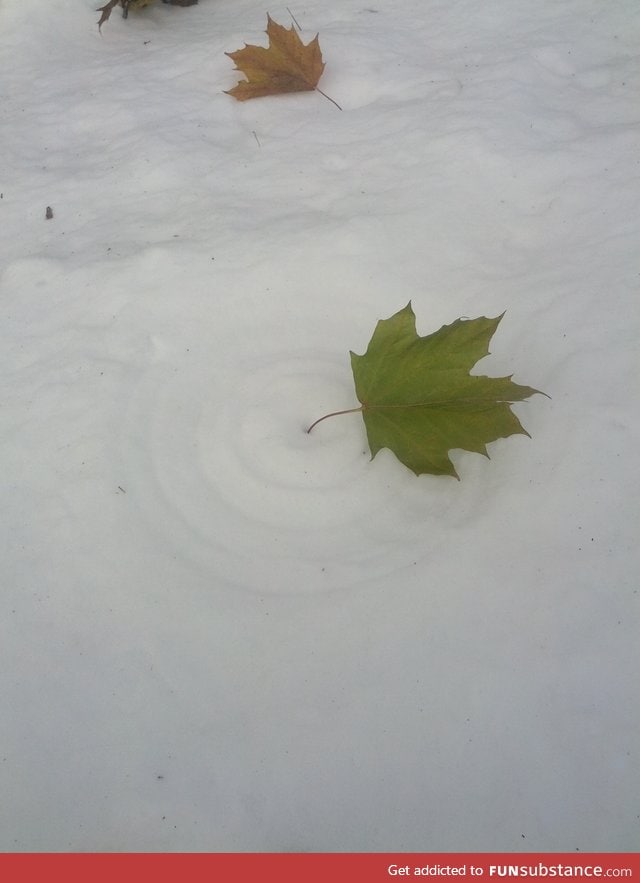 Leaf circles from the wind