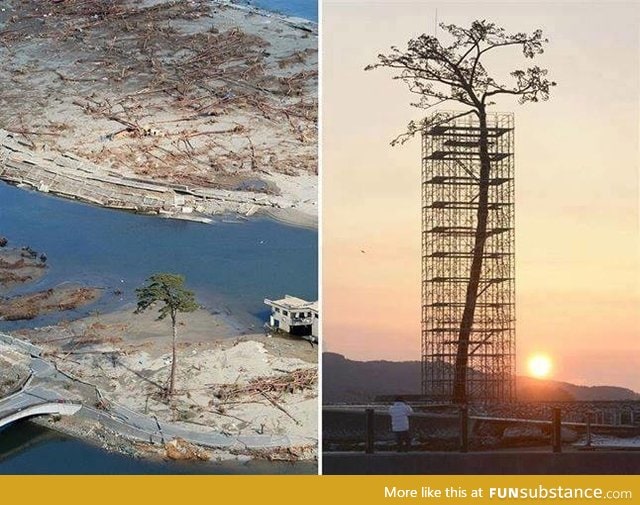 The only tree that survived the tsunami in Japan between 70,000 trees. Today protected