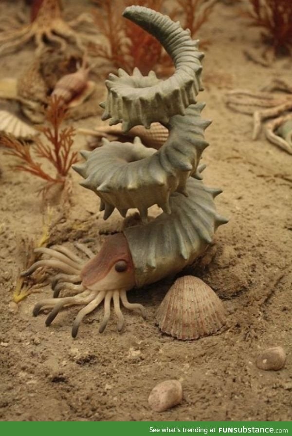 Impressive Shell on Sea Creature