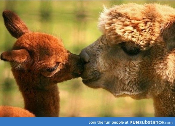 Day 58 of you daily dose of cute:Here's a llama There's a llama And another little llama