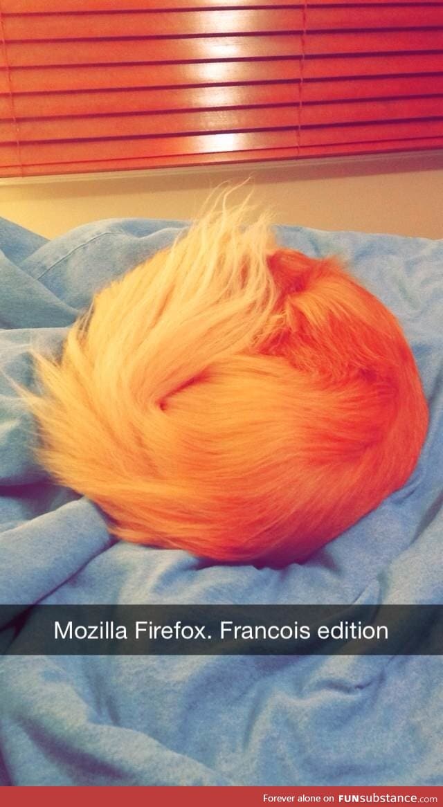 Dog looked like the Firefox logo