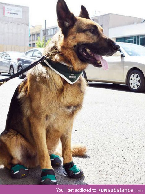 Police dogs in Chile wears shoes